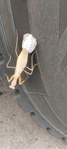 Transcaucasian Giant Mantis