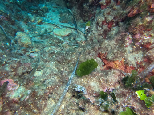 Flabellia petiolata observed 2026-10-18