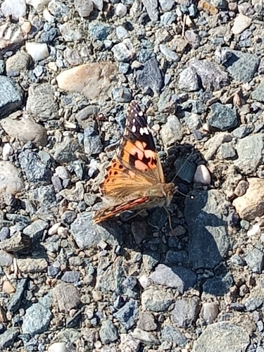 Painted Lady