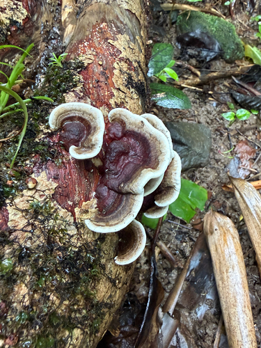 Earliella scabrosa observed 2026-10-15