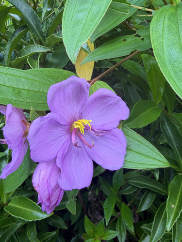 Rhododendron, 2026-10-16