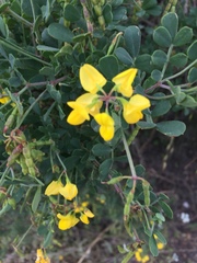 Coronilla