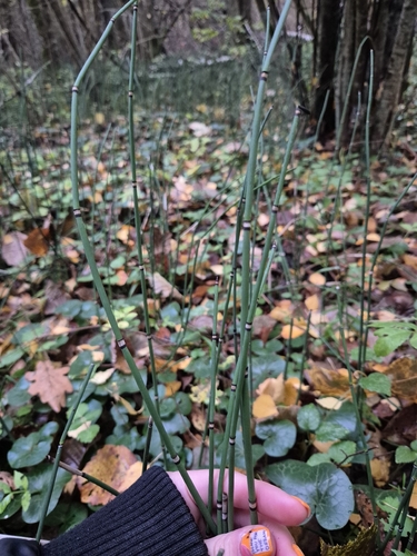 rough horsetail
