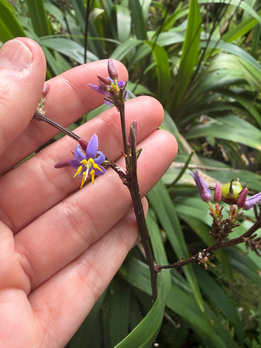 Dianella sandwicensis observed 2026-10-16