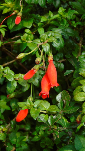 Mitraria coccinea observed 2026-10-16