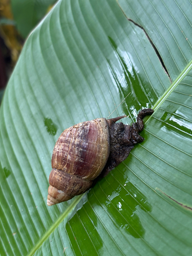 Achatina fulica observed 2026-10-16