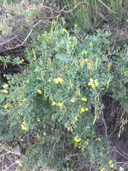 Coronilla