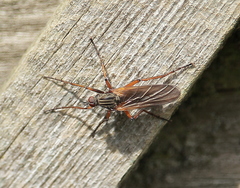 Empis opaca