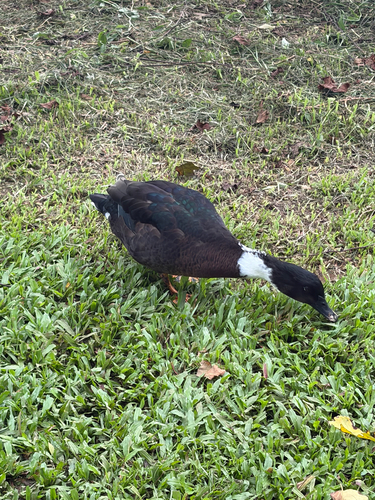 Anas platyrhynchos observed 2026-10-16
