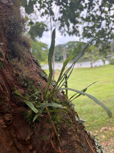 Lepisorus thunbergianus observed 2026-10-16