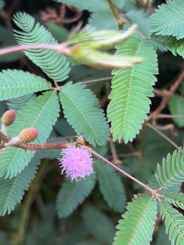 Mimosa pudica observed 2026-10-16