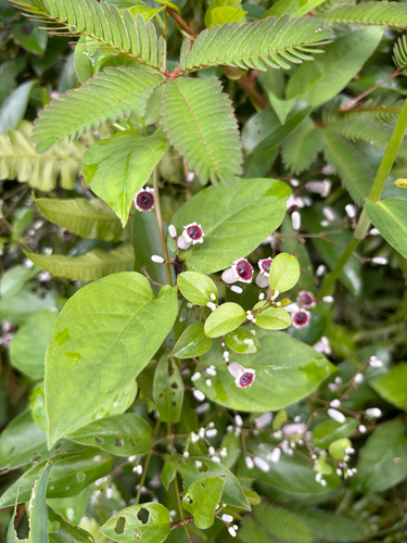 Paederia foetida observed 2026-10-16