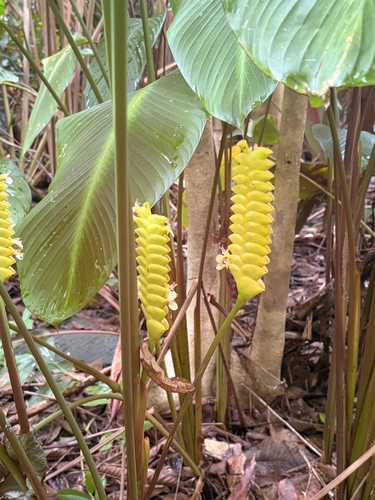 Calathea observed 2026-10-16