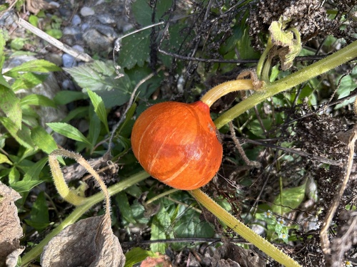 Cucurbita maxima observed 2026-10-18