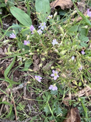 Low Baby's-breath