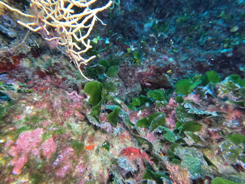 Flabellia petiolata observed 2026-10-18