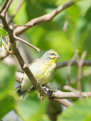 Crithagra mozambica observed 2026-10-18