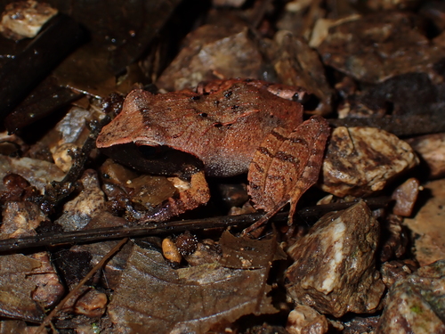Platymantis observed 2026-10-13