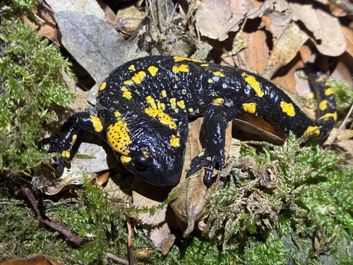 Fire Salamander