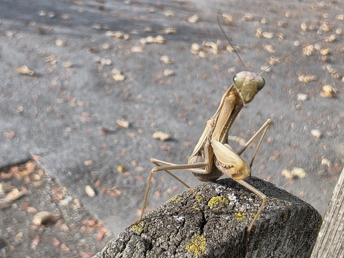 European Mantis