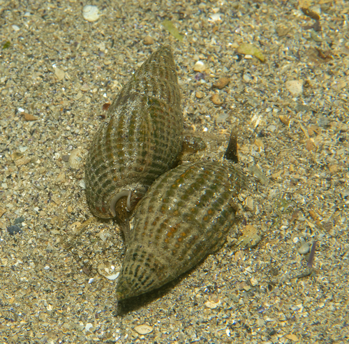 Tritia reticulata observed 2026-10-16