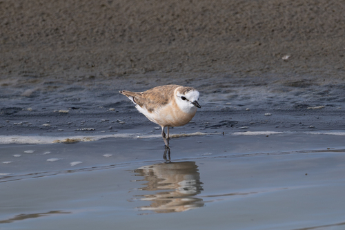 iNaturalist image