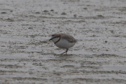 iNaturalist image