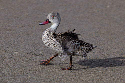 iNaturalist image