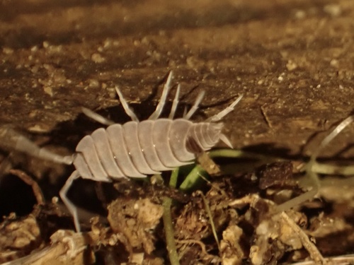 Porcellionides myrmecophilus