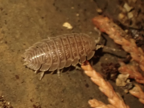 Giant Canyon Woodlouse