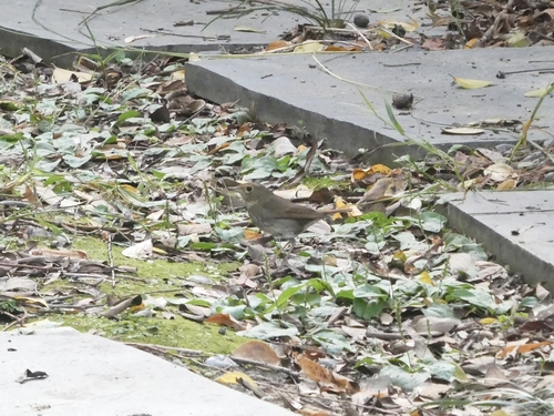 Luscinia sibilans, 2026-10-17