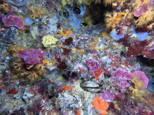 Lithophaga observed 2026-10-18