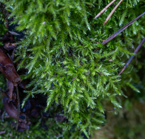 Brachythecium salebrosum observed 2026-09-17