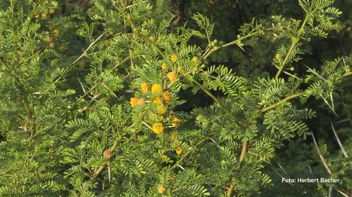 Vachellia karroo, 2026-10-17