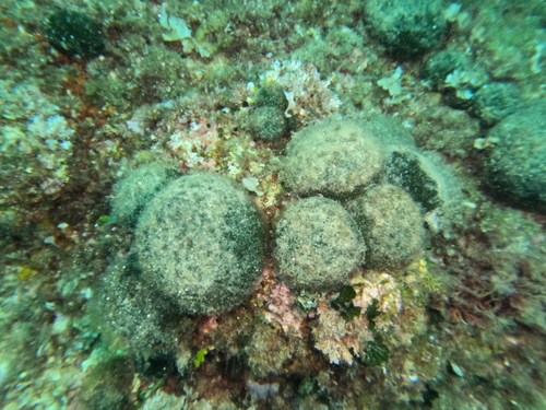 Codium bursa observed 2026-10-18