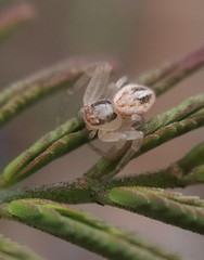 Misumenops temibilis