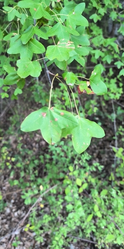 Montpellier Maple