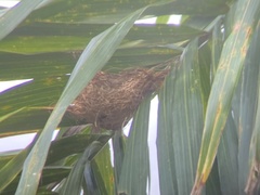 Icterus portoricensis