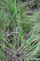 Carex canescens