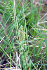 Carex canescens
