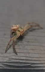 Misumenops temibilis