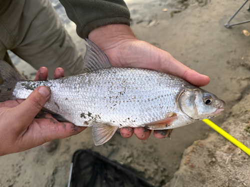 Vimba Bream