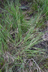 Carex canescens