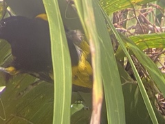 Icterus portoricensis