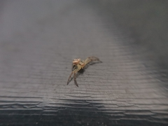 Misumenops temibilis