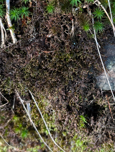 Frullania tamarisci observed 2026-10-18