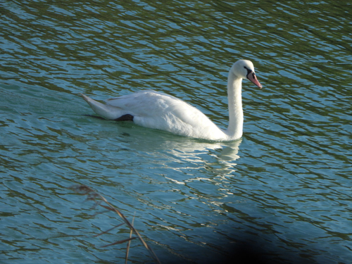 Mute Swan