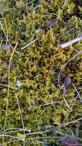 Ctenidium molluscum observed 2026-10-18