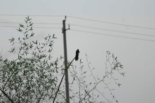 iNaturalist image