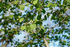 Crataegus coccinea